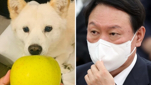 윤석열 전 검찰총장의 반려견 SNS '토리스타그램' 캡처. 연합뉴스